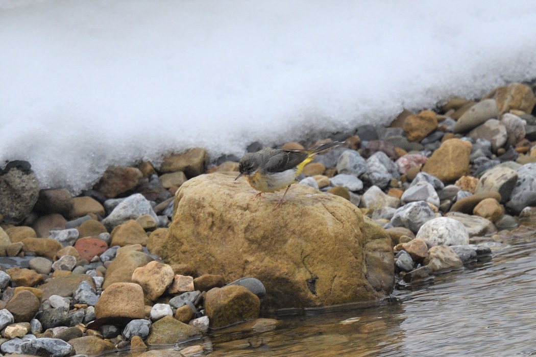 Gray Wagtail